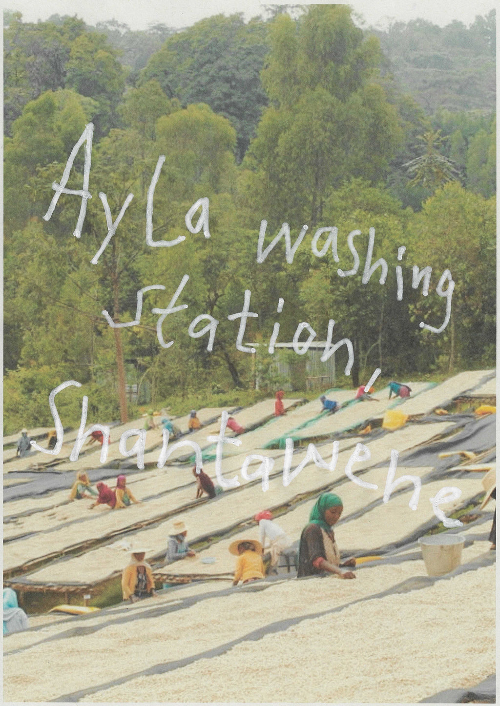 AYLA SHANTAWENE, Ethiopia