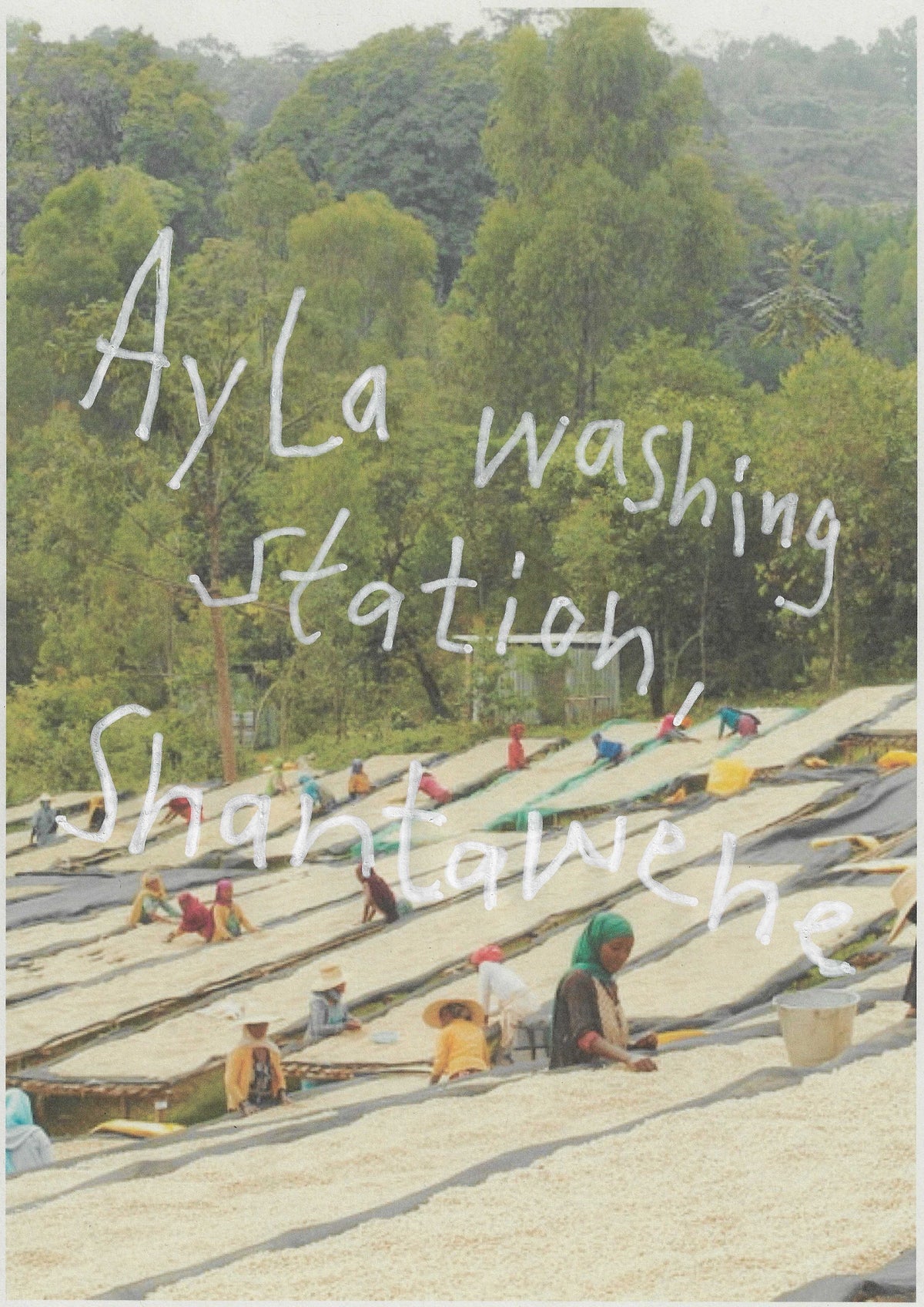 AYLA SHANTAWENE, Ethiopia